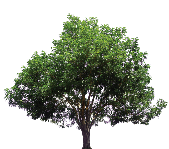 Tree collection, Beautiful large, tropical tree set suitable for use in design or decoration, isolated on a white background