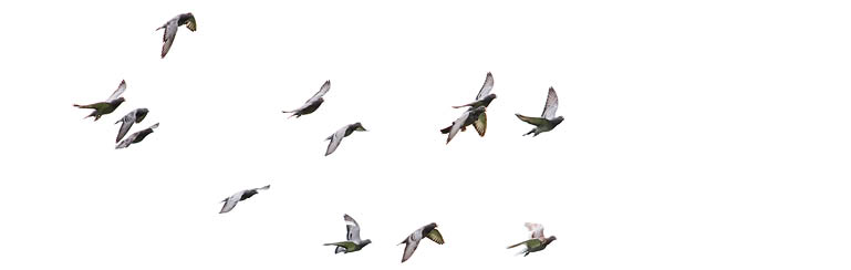 flock of speed racing pigeon flying isolated white background